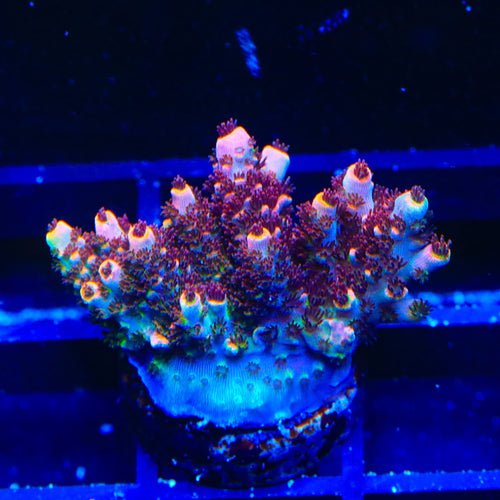 TSA Fruity Pebbles Acropora Coral