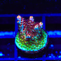 TSA Fruity Pebbles Acropora Coral