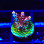 TSA Fruity Pebbles Acropora Coral