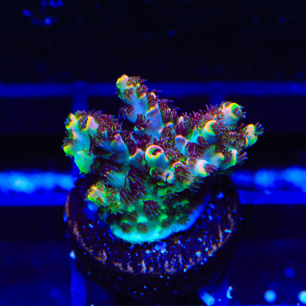TSA Fruity Pebbles Acropora Coral