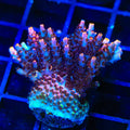 TSA Fruity Pebbles Acropora XL Frag Coral