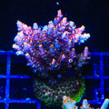 TSA Fruity Pebbles Acropora XL Frag Coral