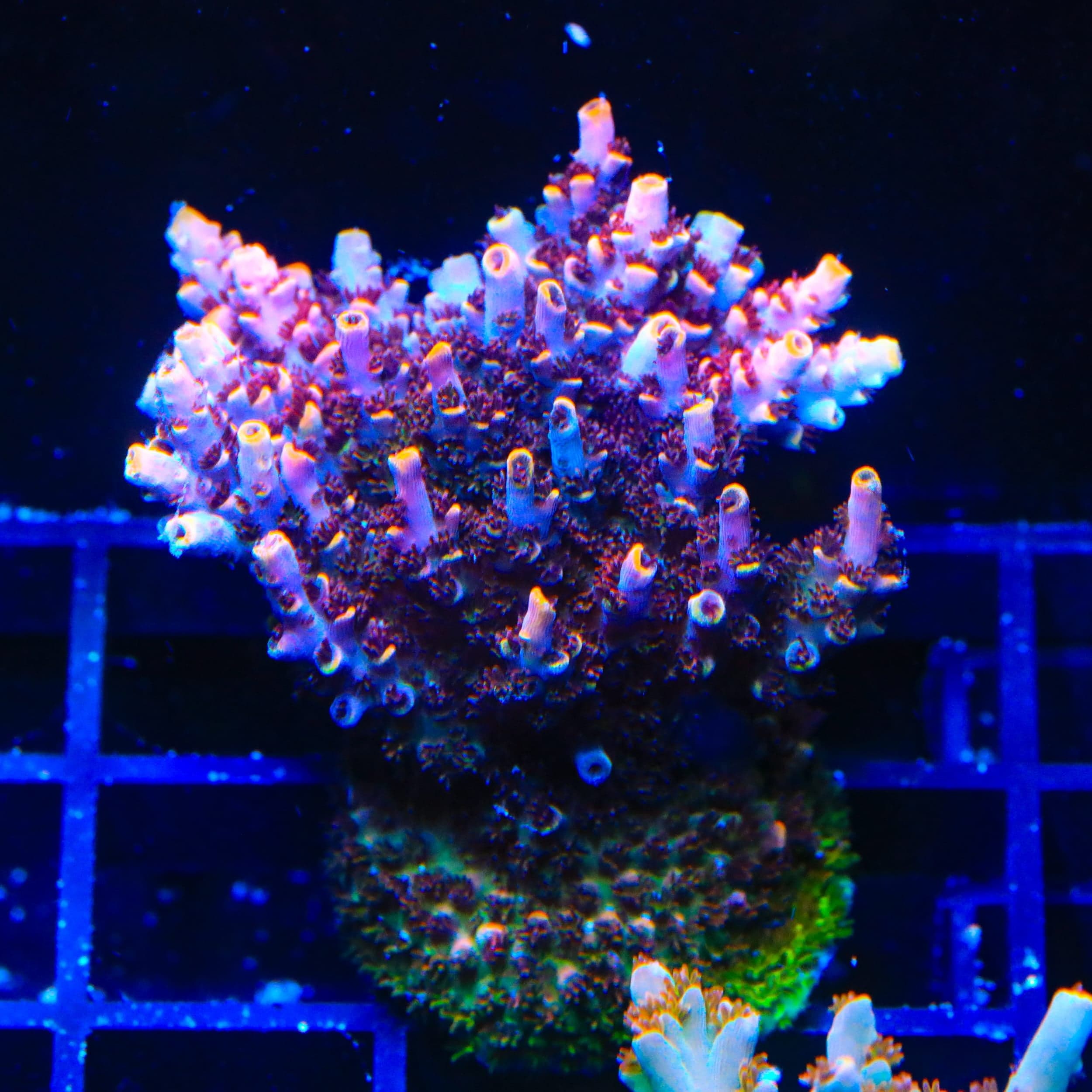 TSA Fruity Pebbles Acropora XL Frag Coral