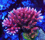 TSA Fruity Pebbles Acropora XL Frag Coral