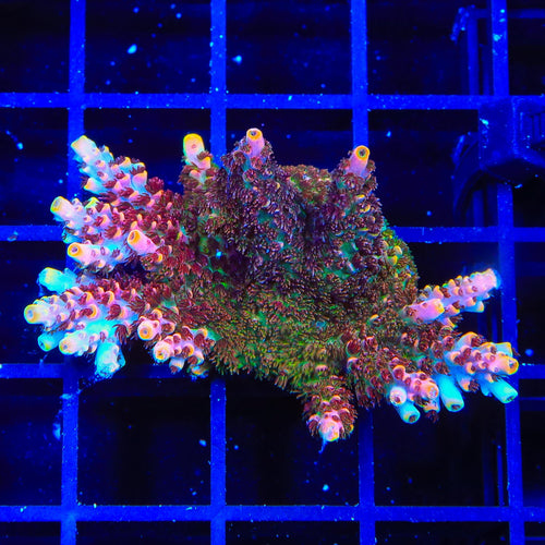 TSA Fruity Pebbles Acropora XL Frag Coral