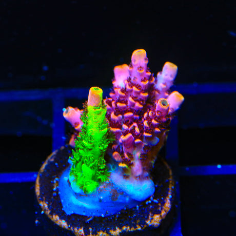 TSA Fruity Splice Acropora Coral