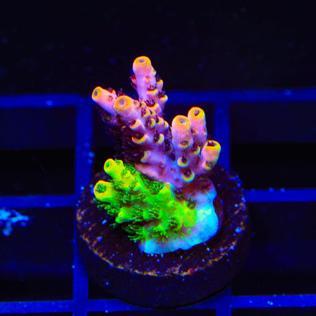 TSA Fruity Splice Acropora Coral