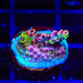 TSA Fruity Splice Acropora Coral