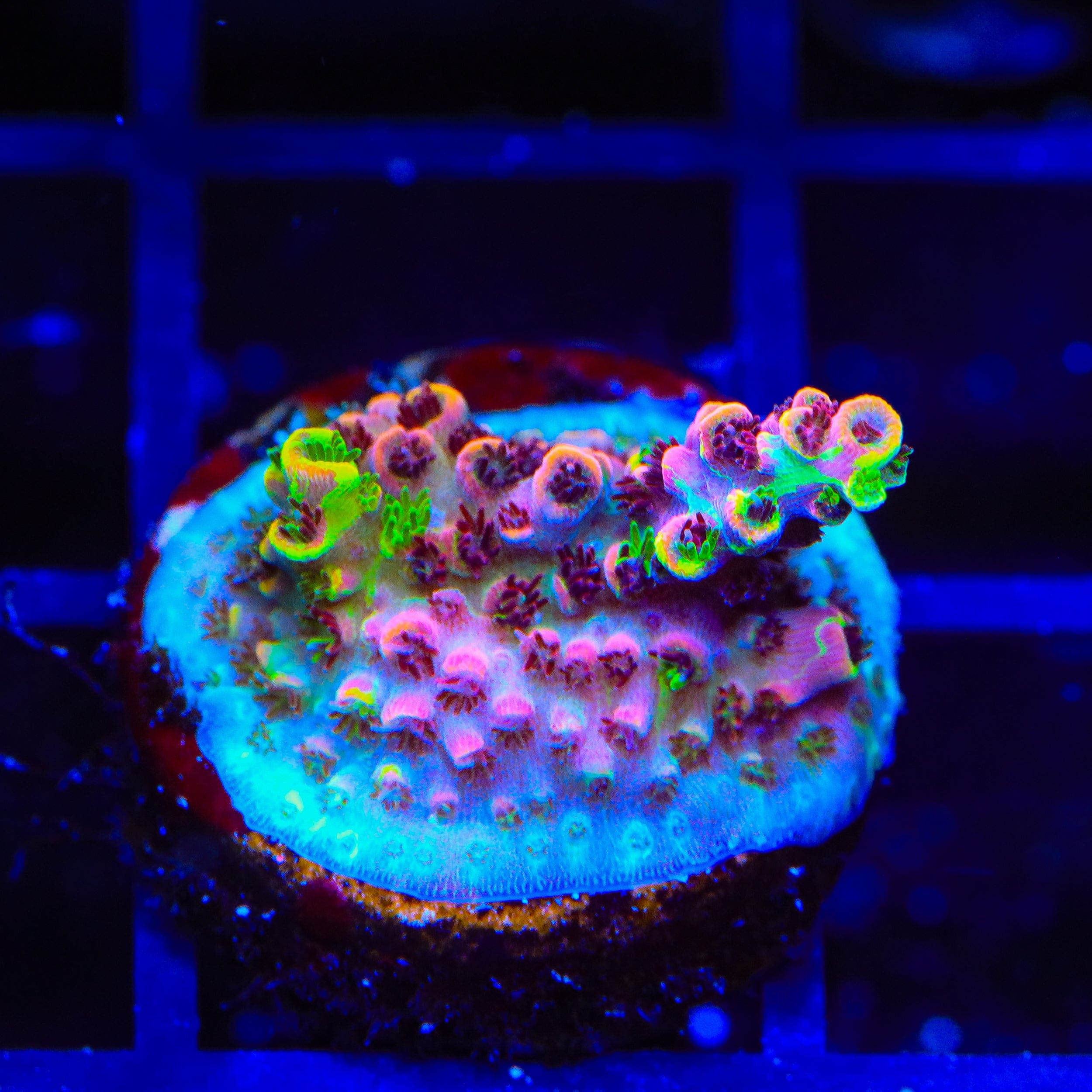 TSA Fruity Splice Acropora Coral
