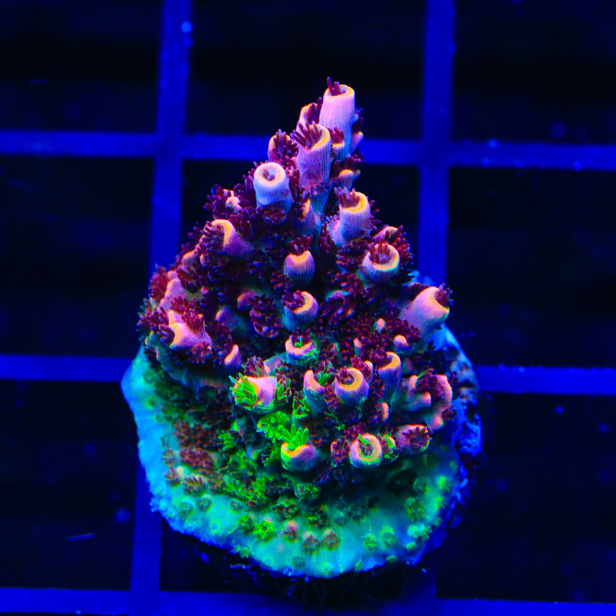 TSA Fruity Splice Acropora Coral