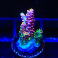 TSA Fruity Splice Acropora Coral