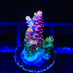 TSA Fruity Splice Acropora Coral