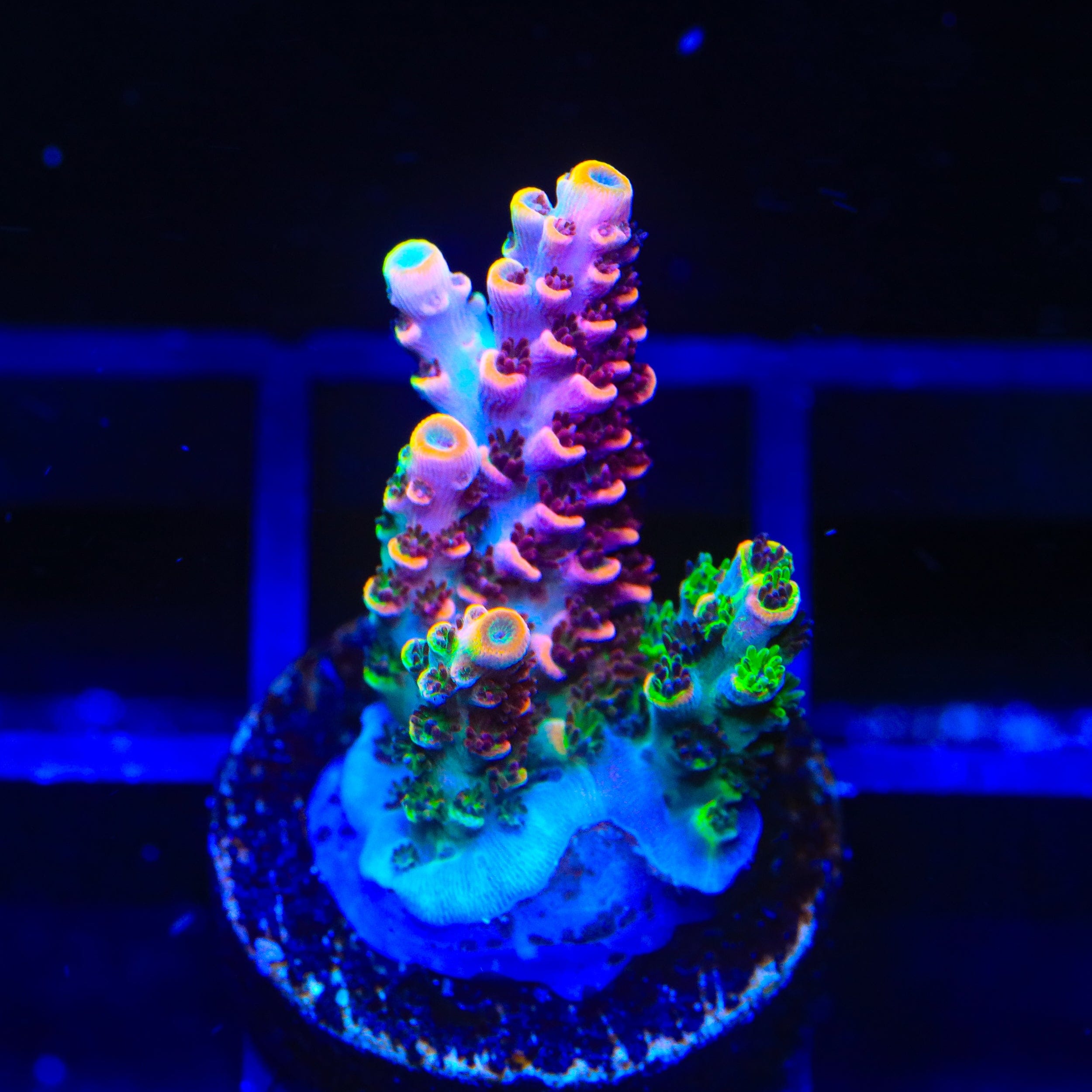 TSA Fruity Splice Acropora Coral