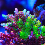 TSA Fruity Splice Acropora Coral