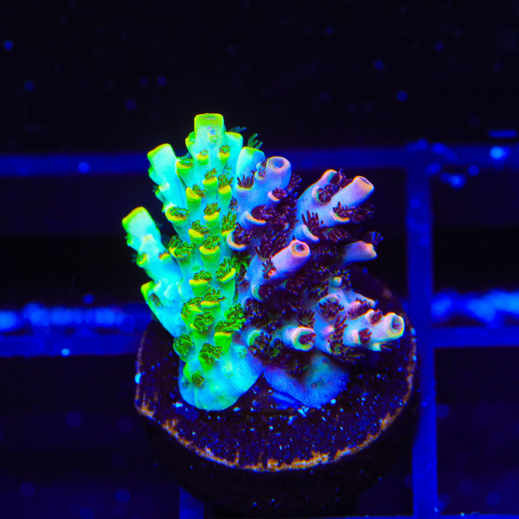 TSA Fruity Splice Acropora Coral
