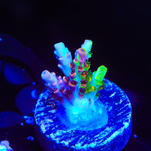 TSA Fruity Splice Acropora Coral