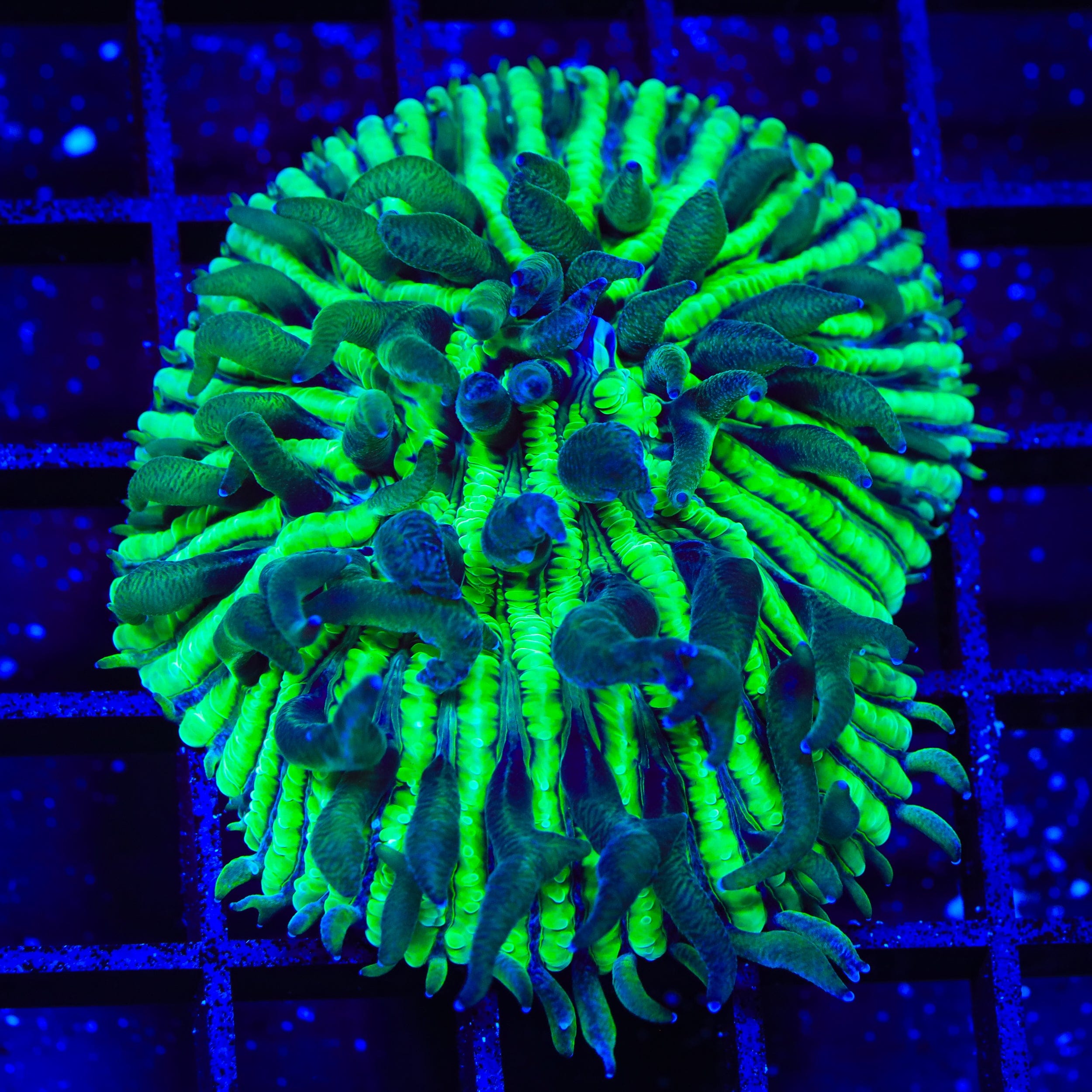 TSA Funky Fungia Plate XL Frag Coral