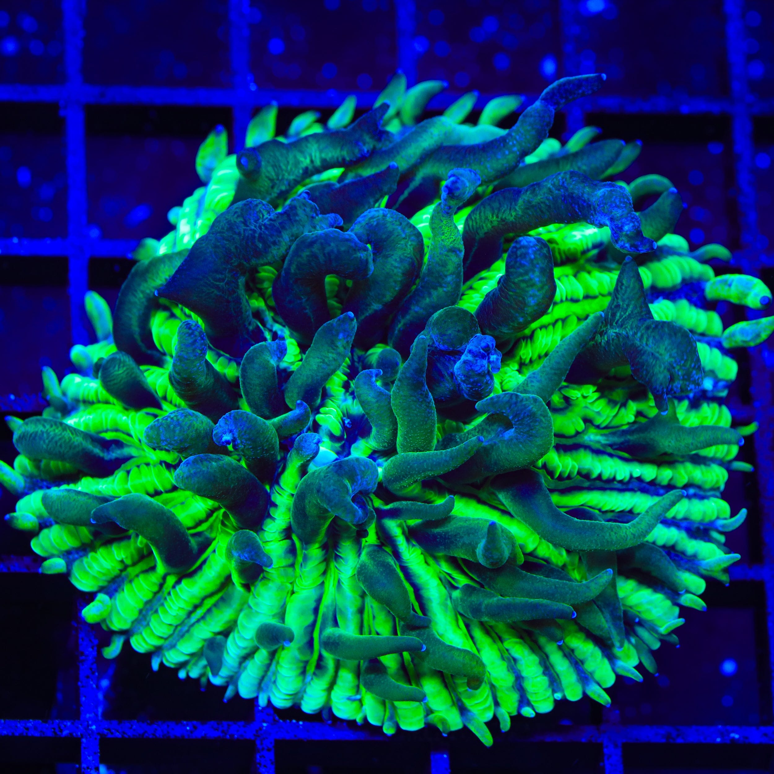 TSA Funky Fungia Plate XL Frag Coral