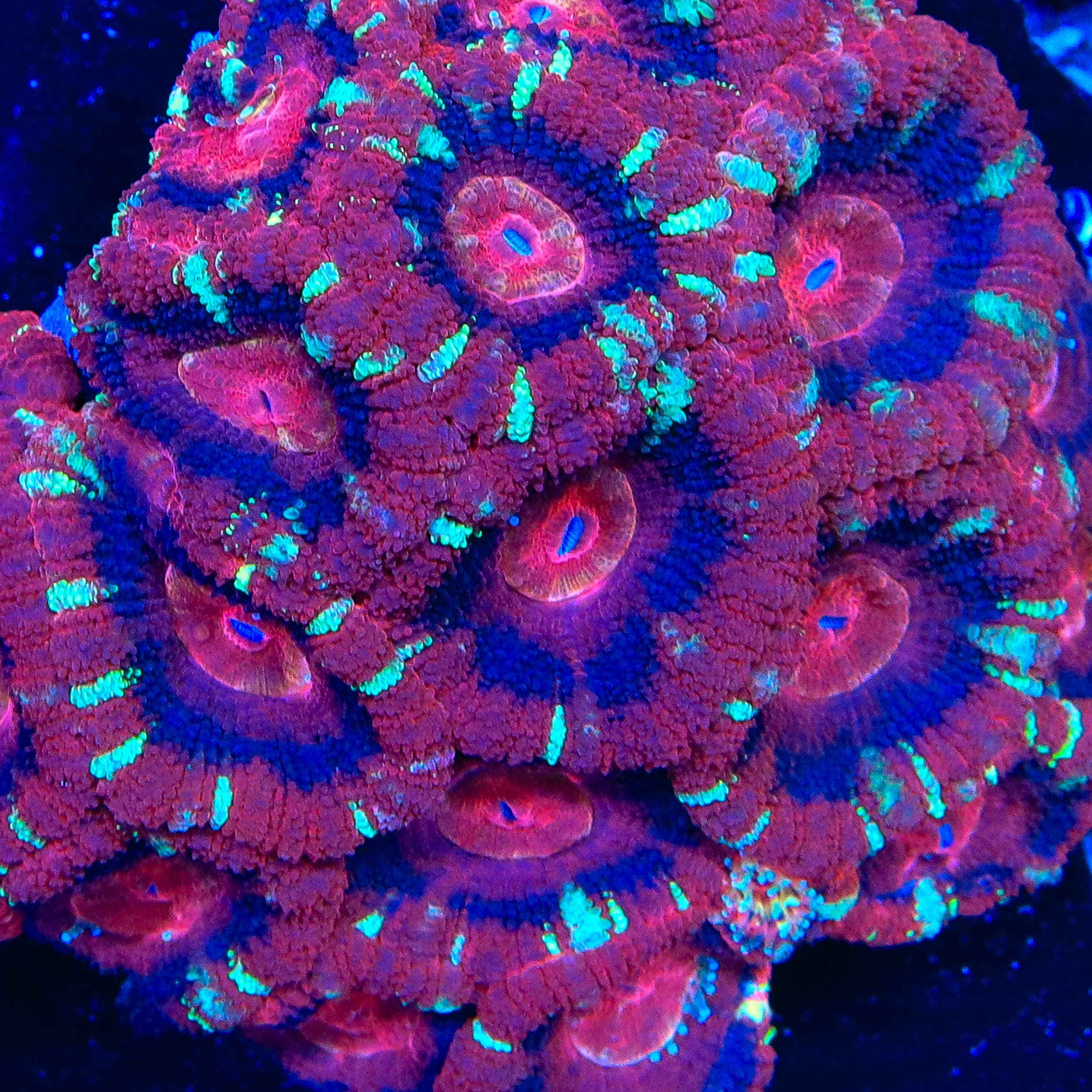 TSA Fusion Flame Acan Coral