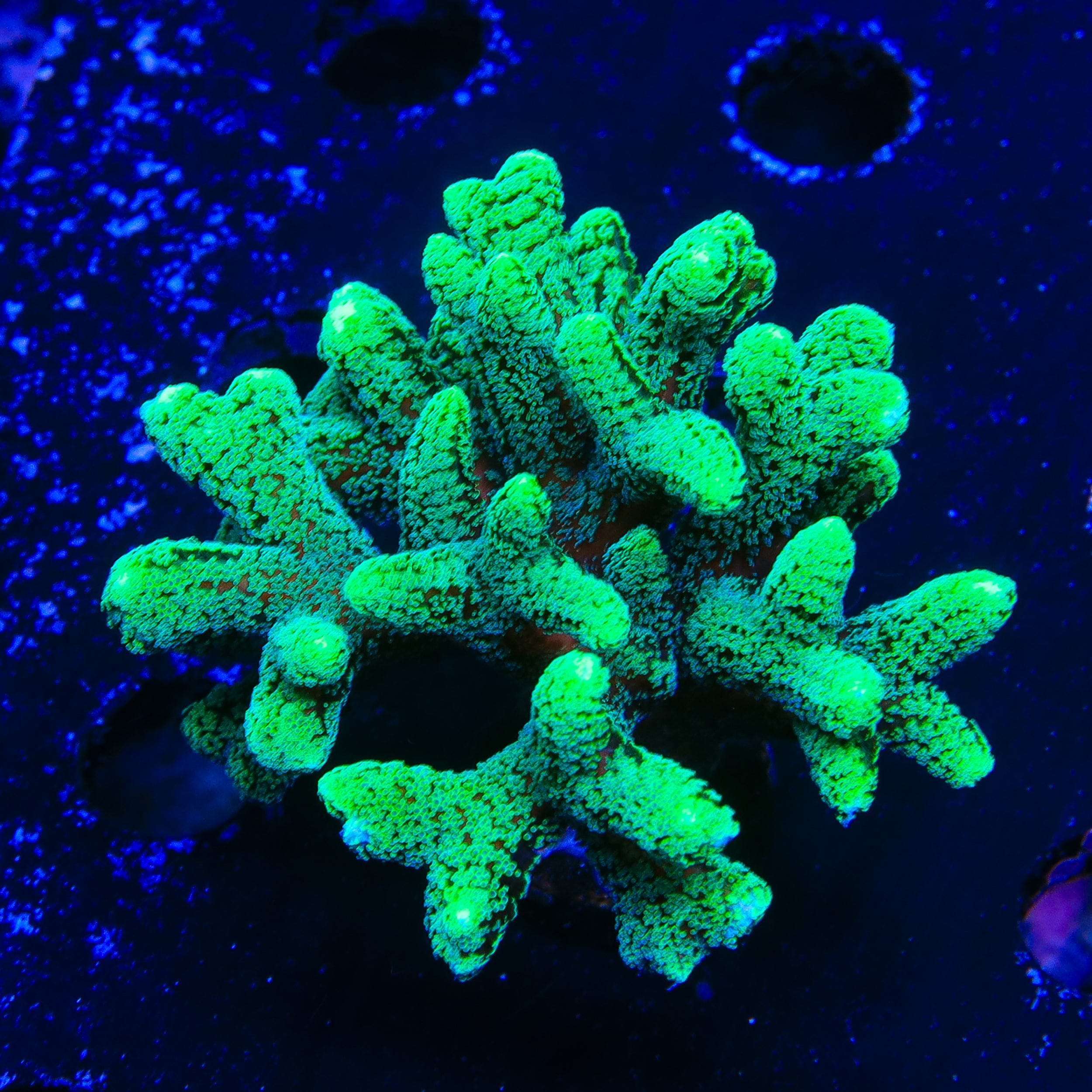 TSA Fuzzy Birdsnest Colony Coral