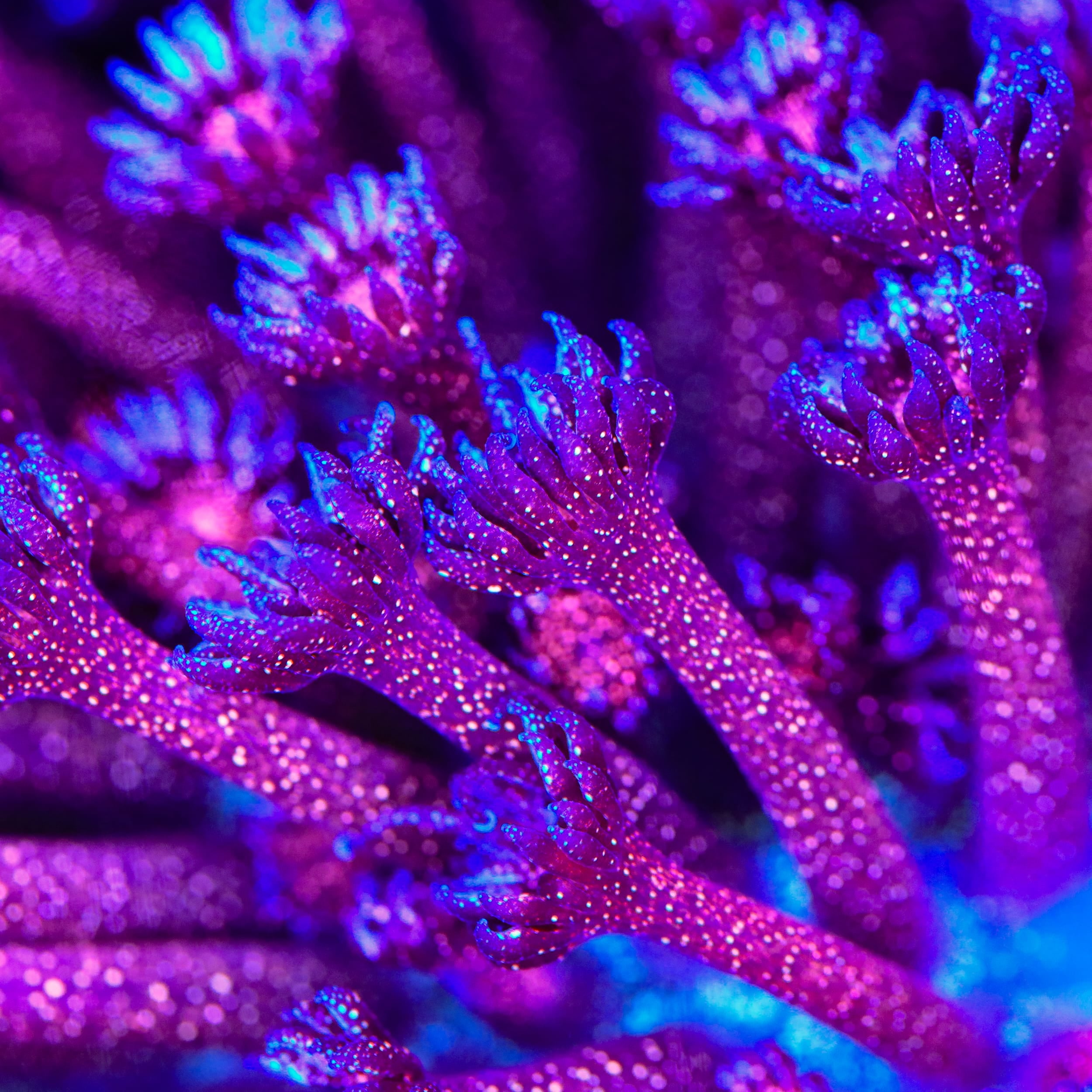 TSA Galactic Glitter Bomb Goniopora Coral