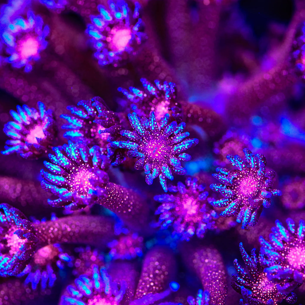 TSA Galactic Glitter Bomb Goniopora Coral