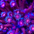 TSA Galactic Glitter Bomb Goniopora Coral