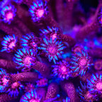TSA Galactic Glitter Bomb Goniopora Coral