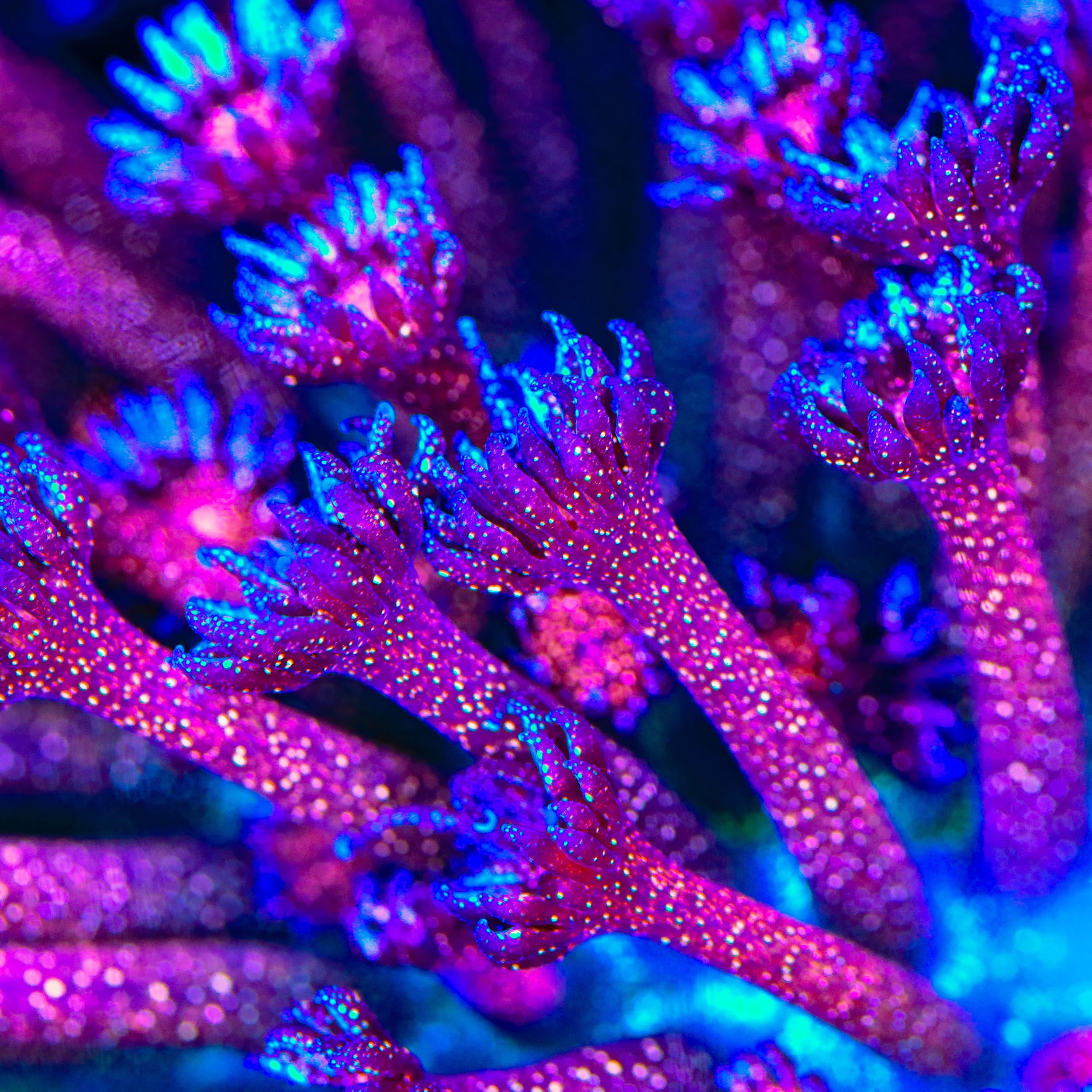 TSA Galactic Glitter Bomb Goniopora Coral