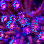 TSA Galactic Glitter Bomb Goniopora Coral