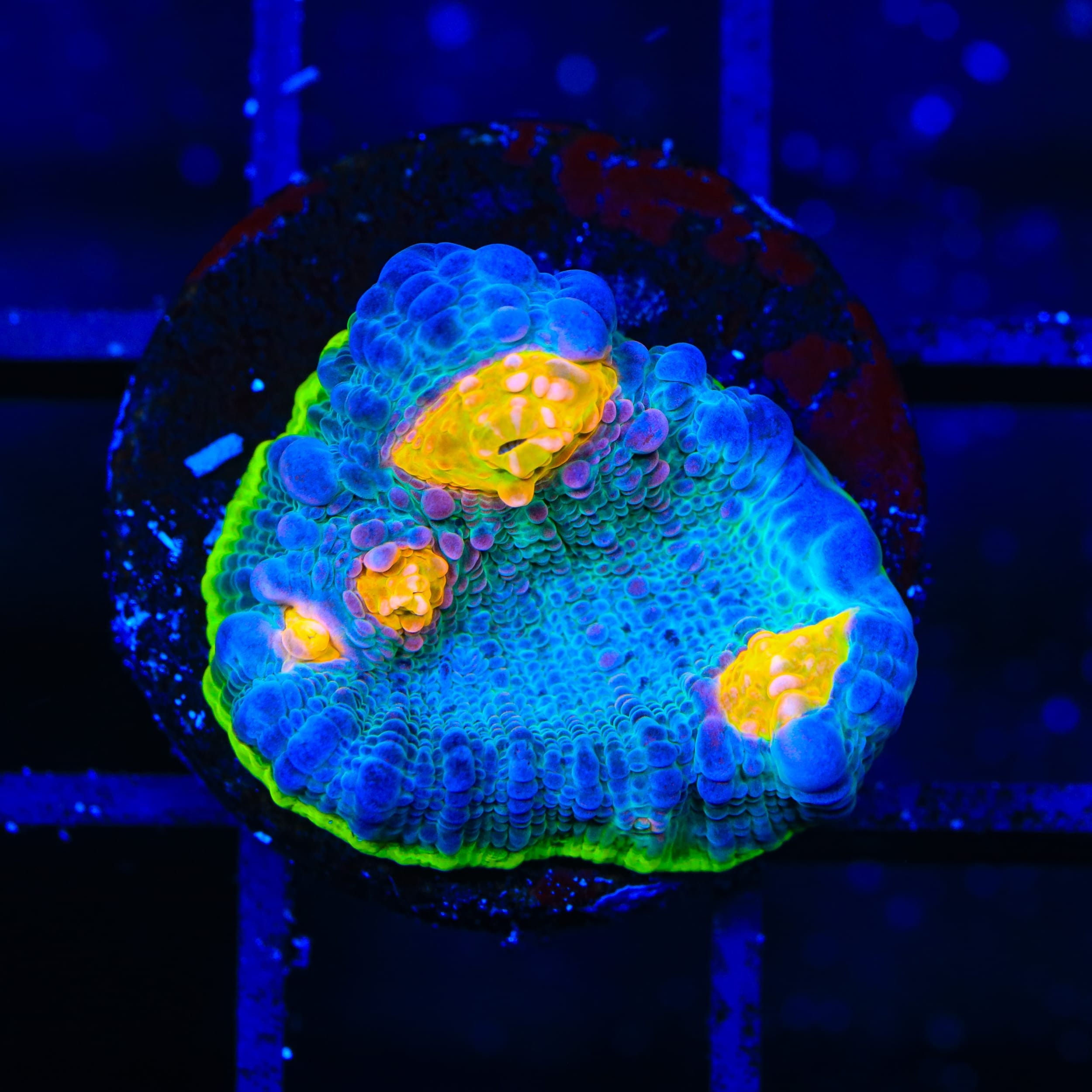 TSA Galaxy Quest Chalice Coral