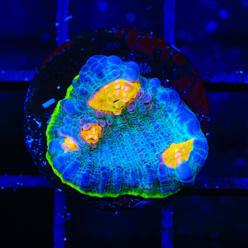 TSA Galaxy Quest Chalice Coral