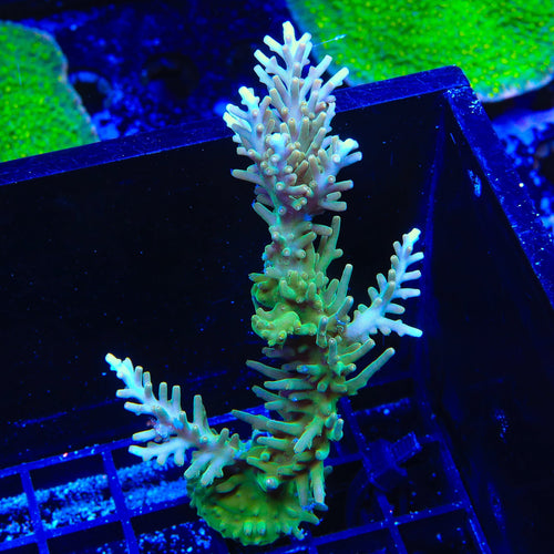 TSA GI Dragon Acropora Colony Coral