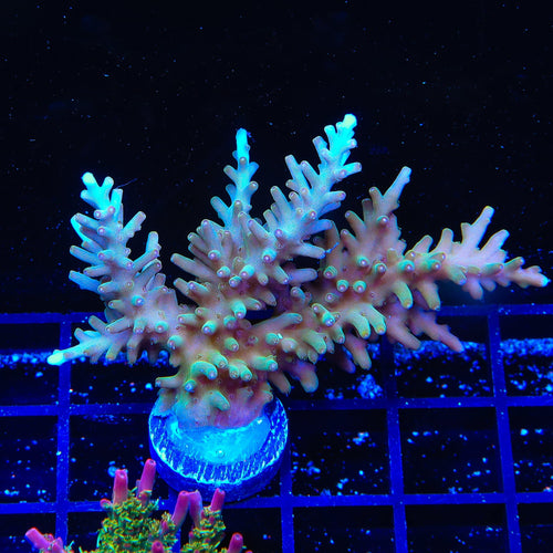 TSA GI Dragon Acropora Colony Coral