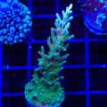 TSA GI Dragon Acropora Coral