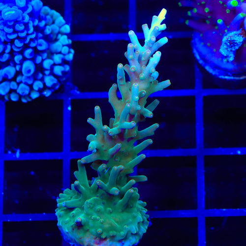 TSA GI Dragon Acropora Coral