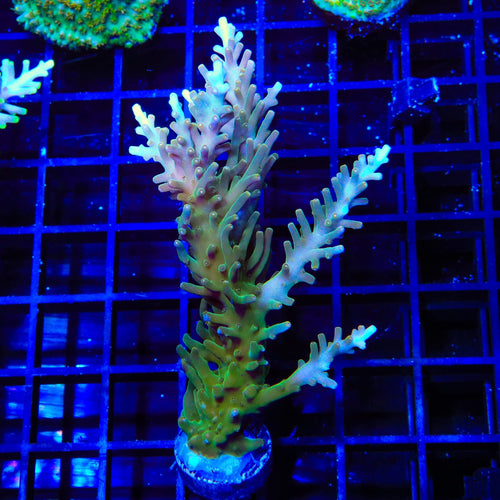 TSA GI Dragon Acropora XL Frag Coral