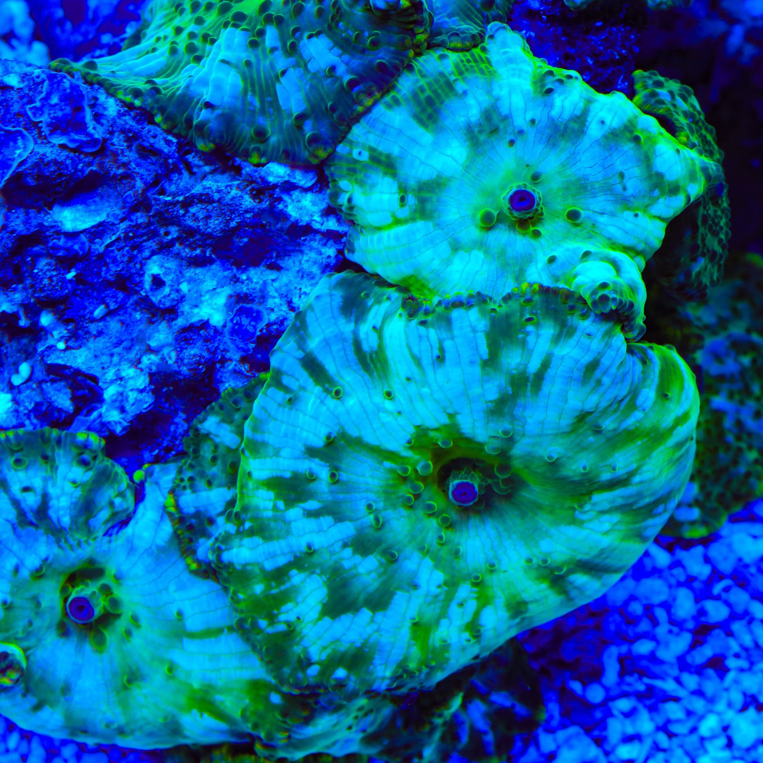 TSA GI Joe Mushroom Coral