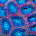 TSA Glitter Maze Favia Coral