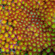 TSA Glitter on Fire Goniopora Coral