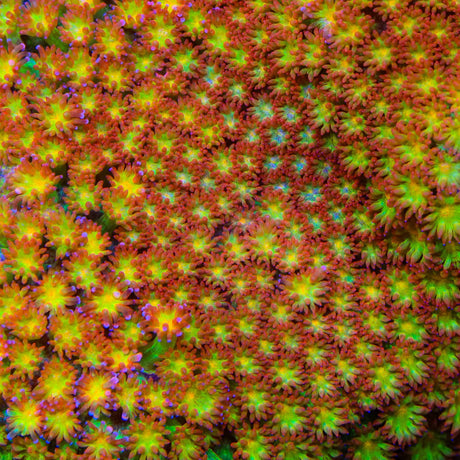 TSA Glitter on Fire Goniopora Coral