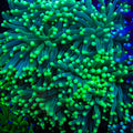TSA Glowstick Torch Coral