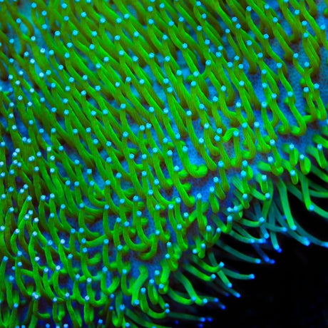 TSA Glowworm Toadstool Leather Coral