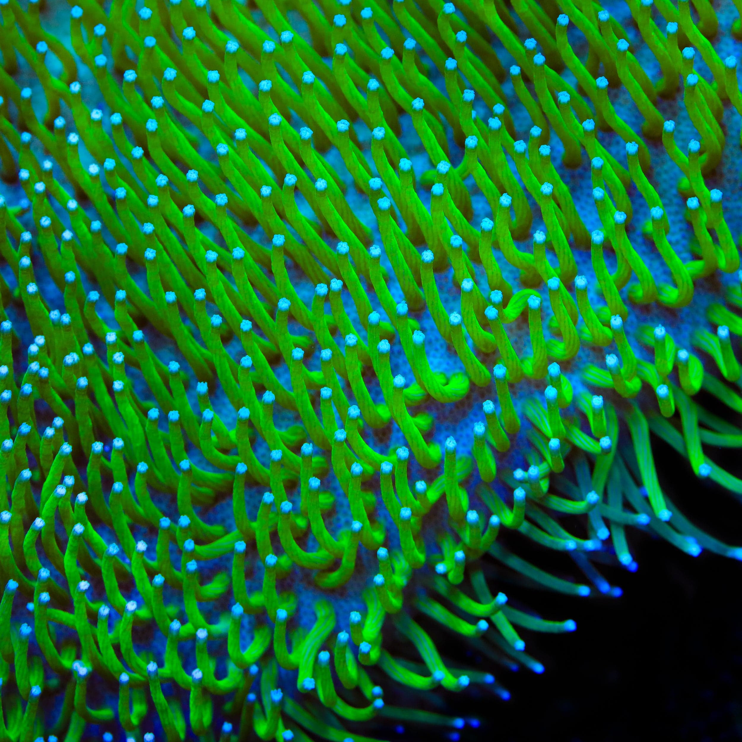 TSA Glowworm Toadstool Leather Coral – Top Shelf Aquatics