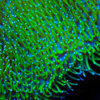 TSA Glowworm Toadstool Leather Coral