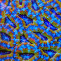 TSA Gold Leaf Acan Coral