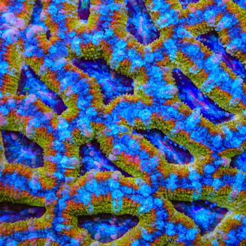 TSA Gold Leaf Acan Coral