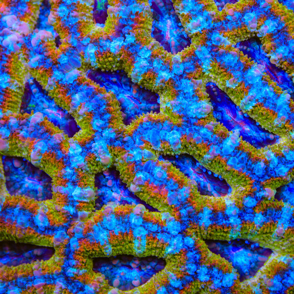 TSA Gold Leaf Acan Coral