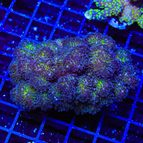 TSA Gold Pocillopora XL Frag Coral