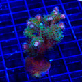TSA Gold Pocillopora XL Frag Coral